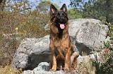 BERGER ALLEMAND 032